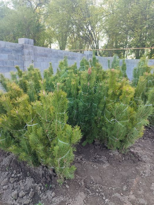 Сосна, берёза, ель, сирень.