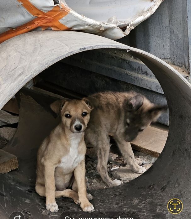 Щенки в добрые руки!