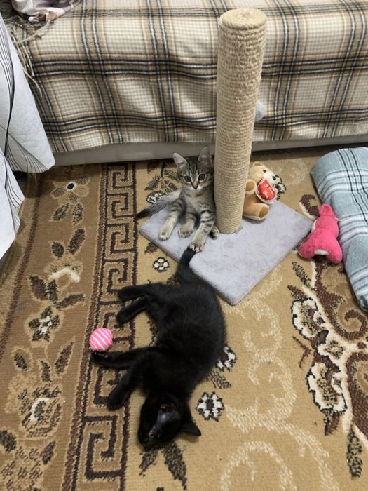 Отдам даром в добрые руки.