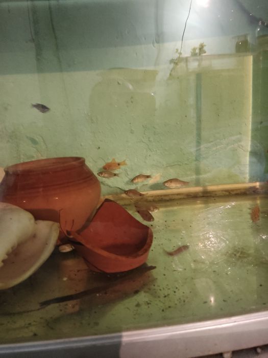 Огненный и алый барбус