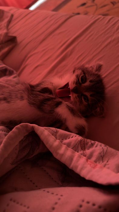 Вислоухий котенок