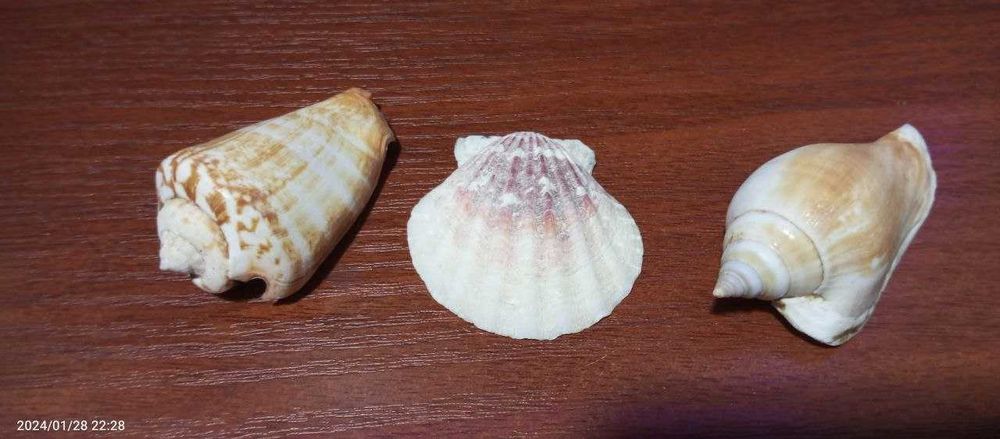 Натуральный белый коралл и ракушки