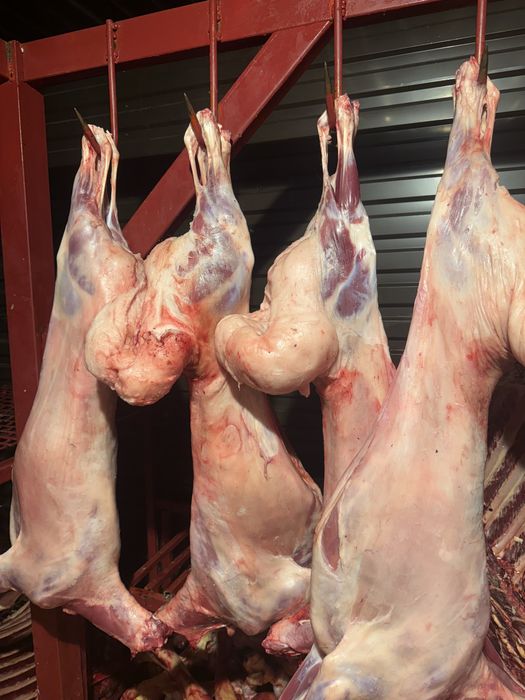 Принимаем баранина тушами