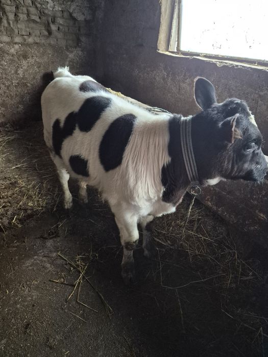 Pentru vanzare 2 taurasi!