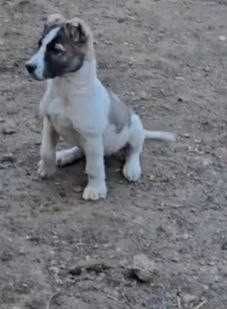 Алабай кушик сатылады 3 айлык