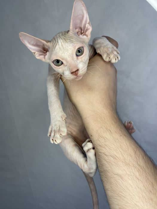 Сфинкс котята очеровательные