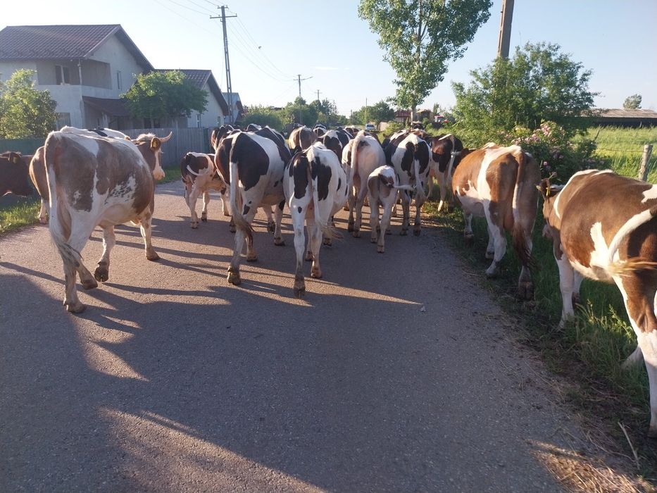 Vand vaci inscrise in cop....vaci bune de lapte fara probleme.