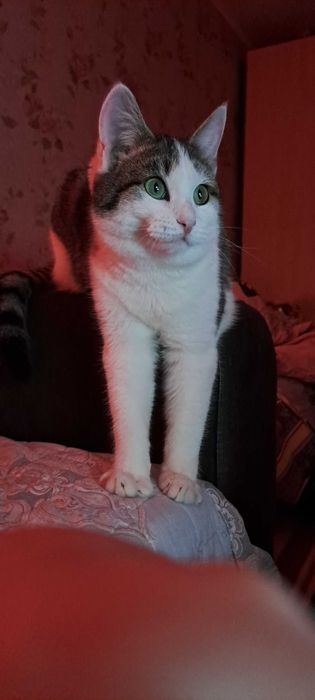 Отдам Кота в добрые руки