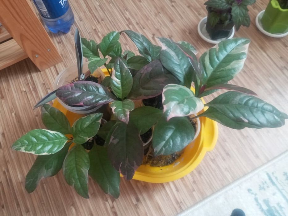 Цветы . Разные цены.