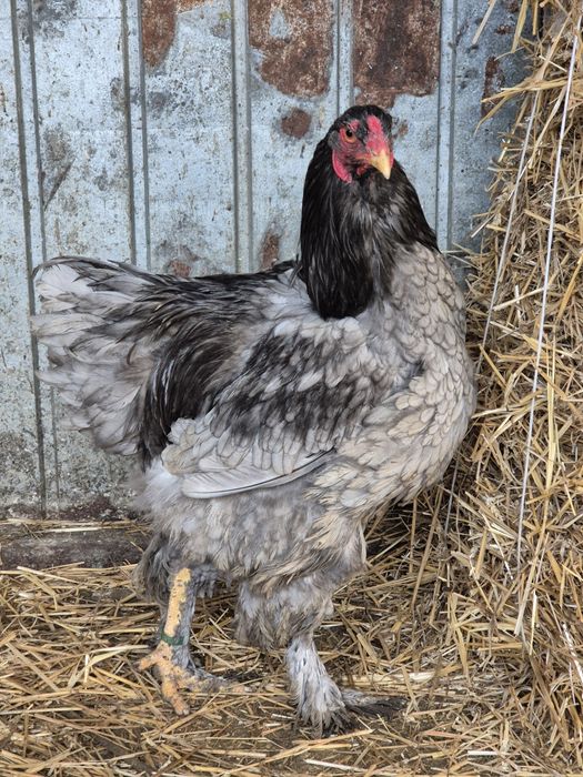 Cocos brahma portelan