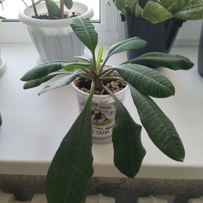 Домашний растения