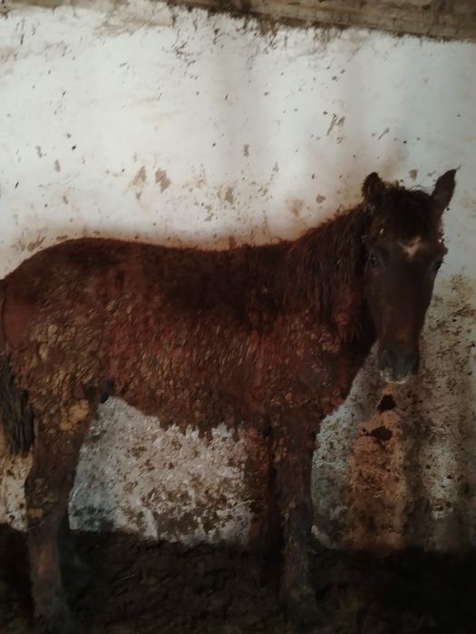 Продам лошадь тай