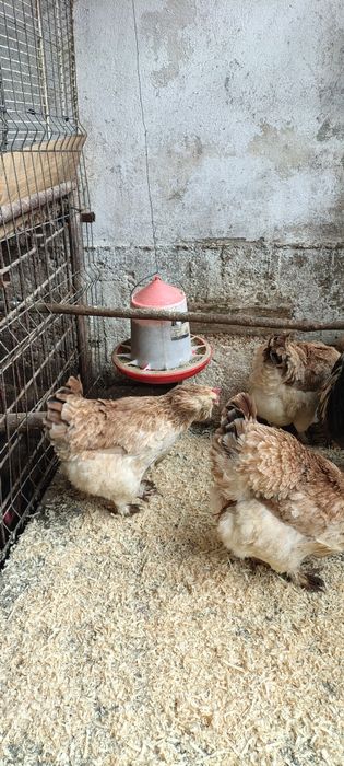 Ouă de incubat de la wyandotte gsg, faverolles somon și moțate