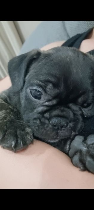 Французский бульдог