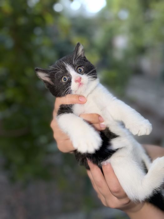 Skittish strayt koshki