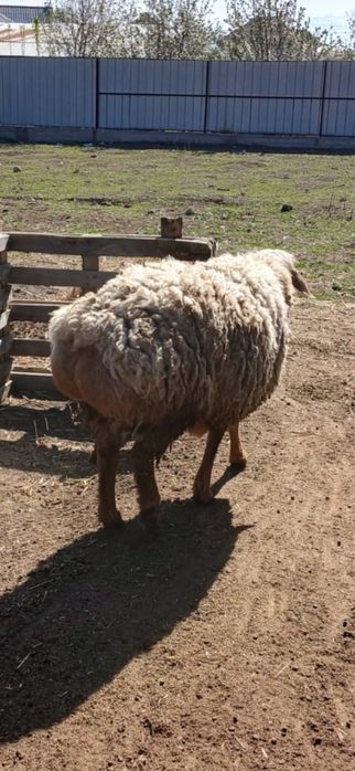 Хороший баран на племя