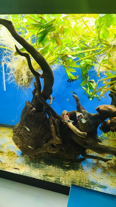 Аквариумные рыбки Гуппи