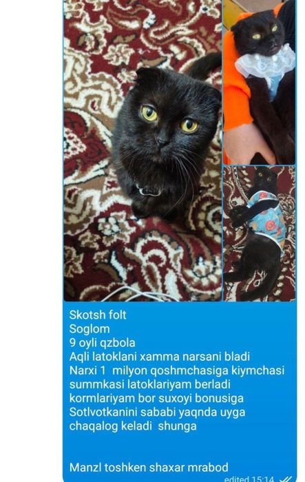 mushuk sotiladi uy mushugi toza