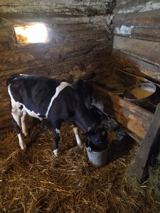 Tăuraș bălțată românească