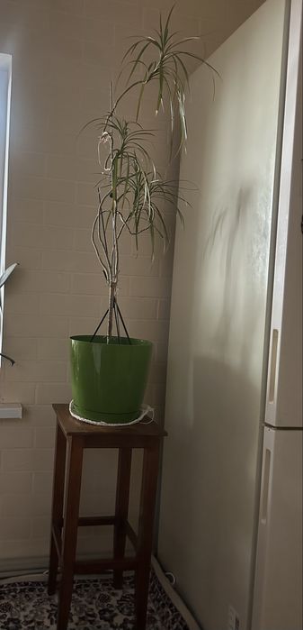 Цветы комнатные