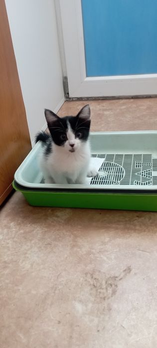 Отдам бесплатно котенка