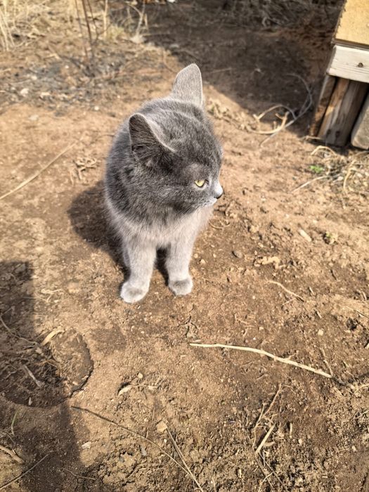 Отдам даром котят