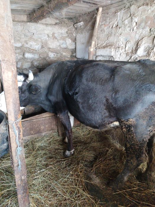 Vând vaca cu vitel  2 luni
