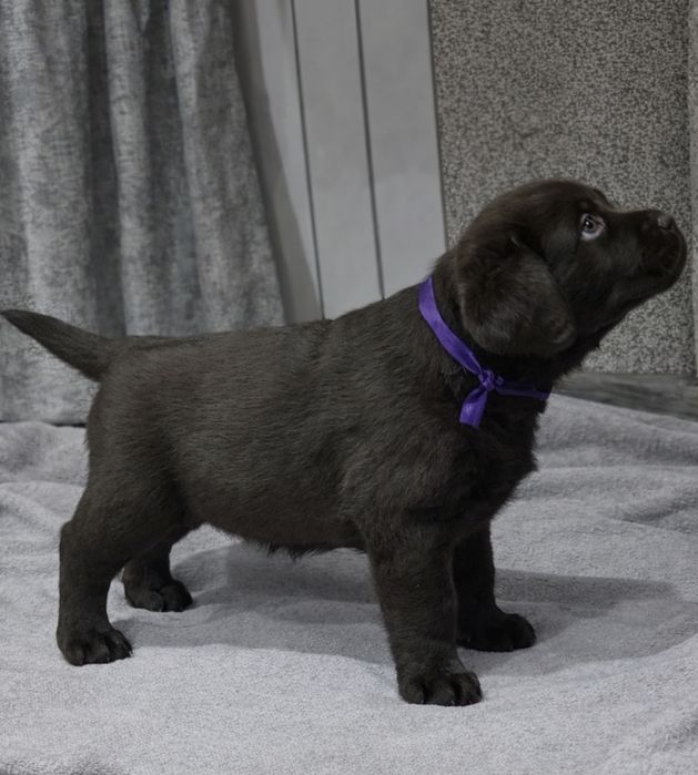 Продам щенков породы Лабрадор-ретривер