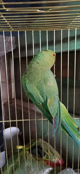 Попугай  ожереловый