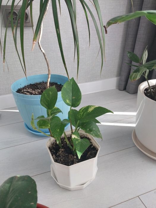 Срочно !!!Продам комнатные цветы.