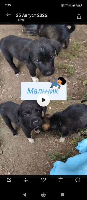 Добрые щенки в хорошие руки