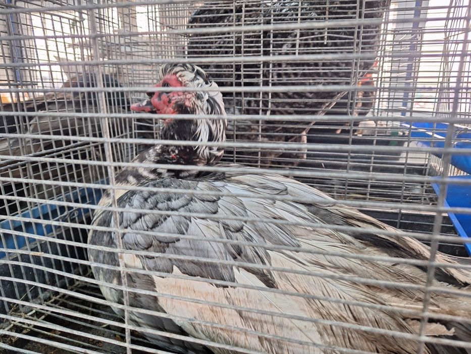 Vind families de rata muta