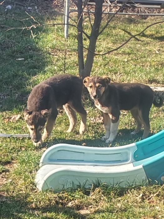 Отдам щенков в добрые руки