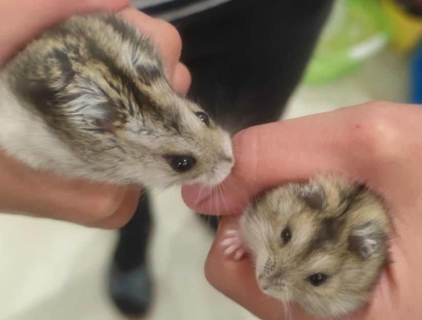 Продаётся хомячок с клеткой