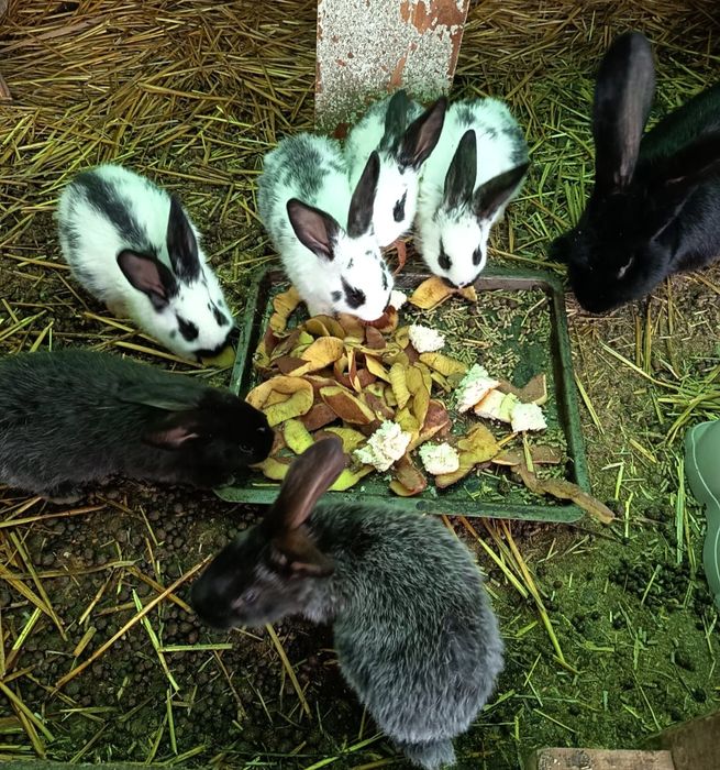 Iepuri fluture german si urias german,pui si maturi !