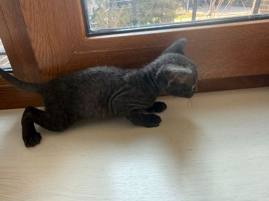 Котенок сфинкс браш