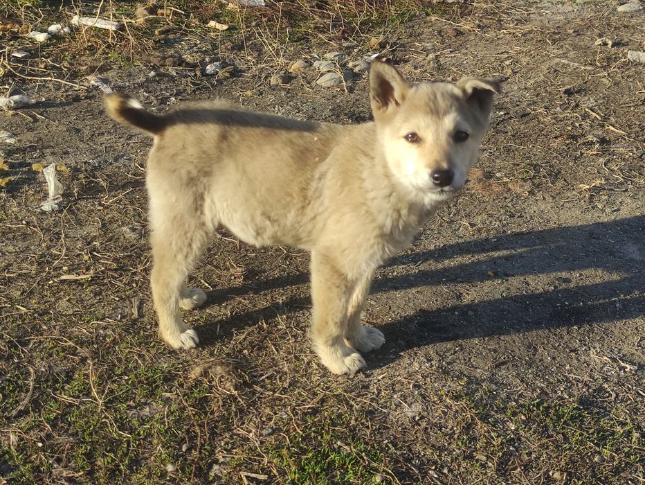 Отдам щенят, мальчики и девочки (3 месяца)