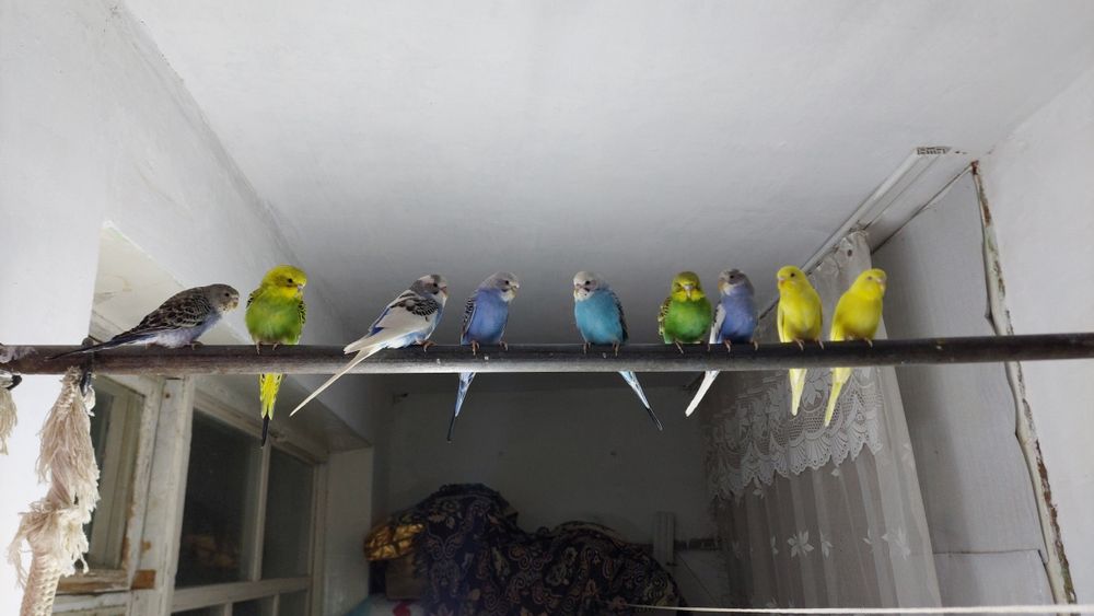 Машинаға арналған секс