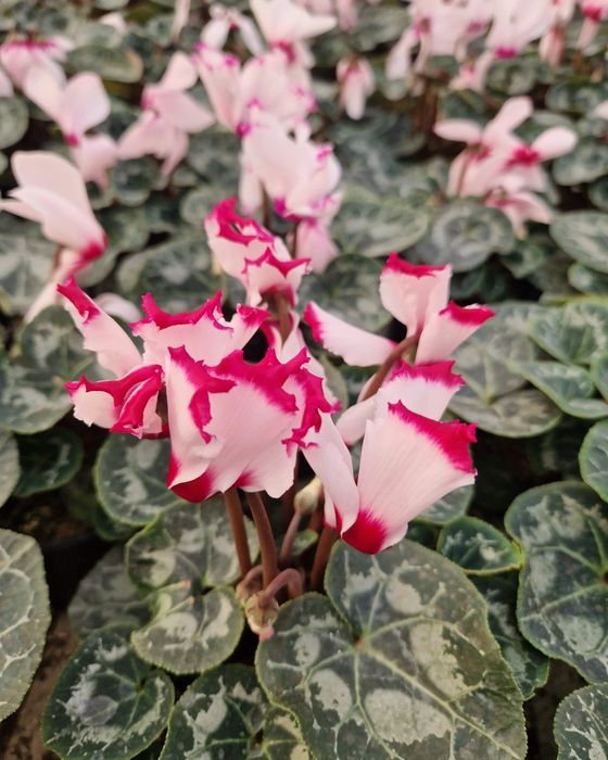Cyclamen flori de primăvară  1-8 martie