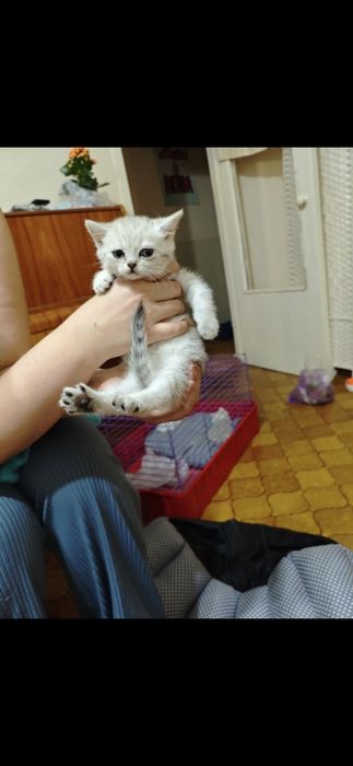 Котята Шиншилла серебро