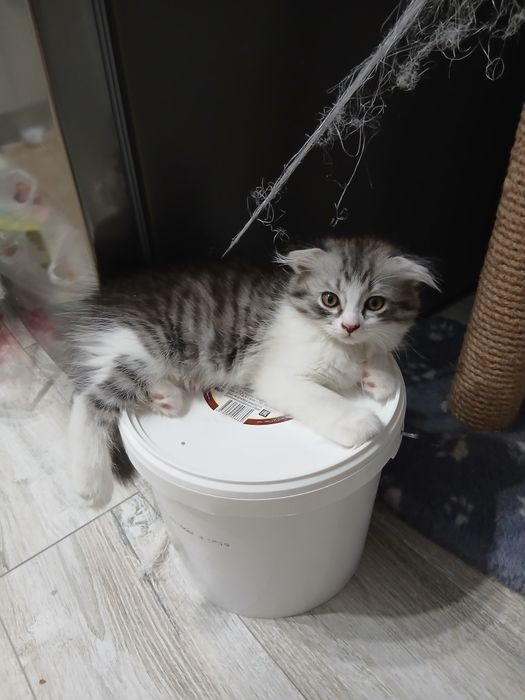 Шотландский вислоухи котенок