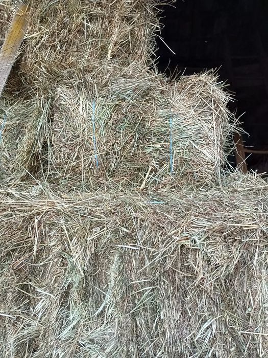 Vand baloti de fan si otava an 2025