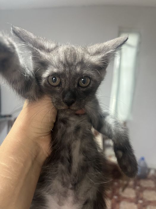 Котята майкун мальчики и девочки