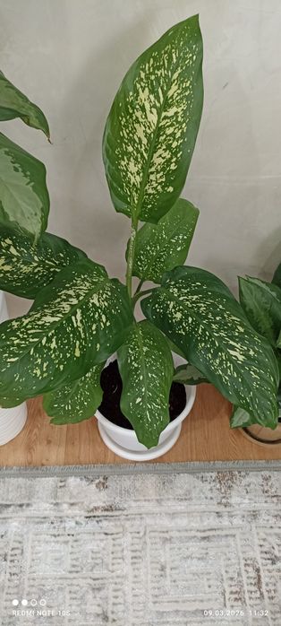 Продаем комнатные цветы