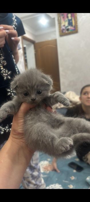 Кошки , милые кошки