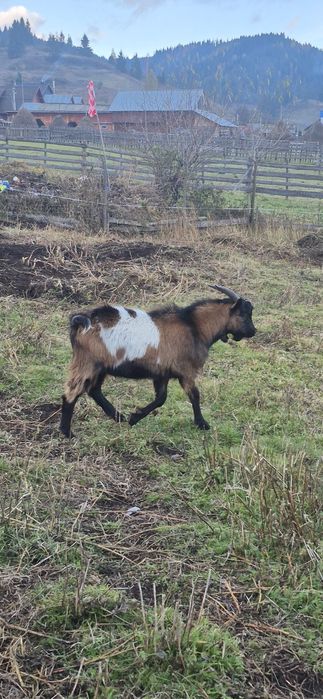 Vând capră, ieduță și țap