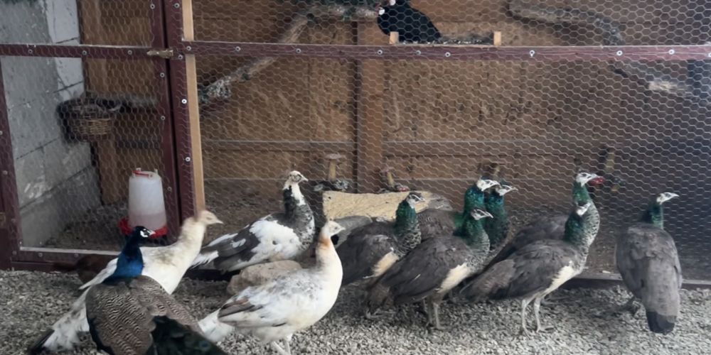 Pauni 2025 disponibili