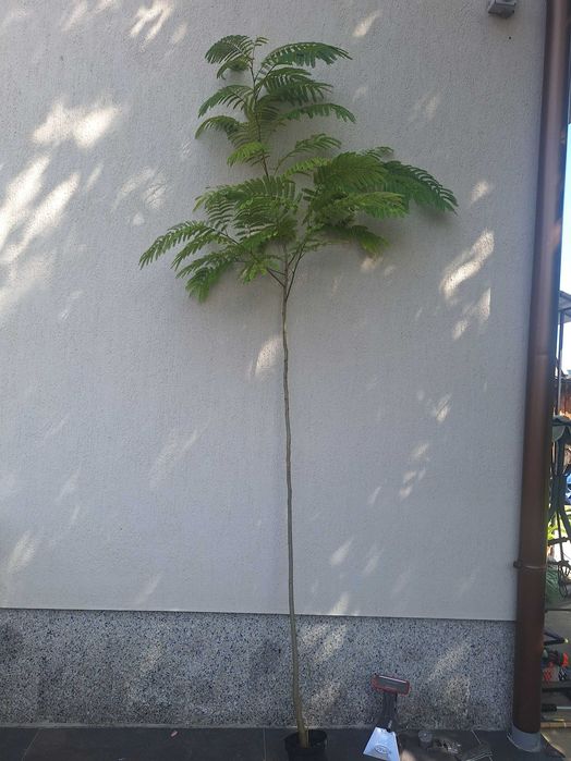 Puiet arbore de matase parfumat ALBIZIA