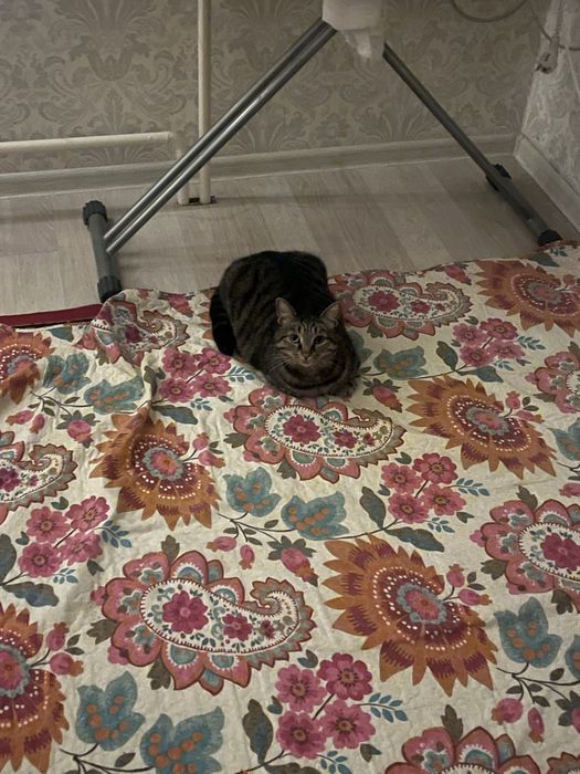 Отдам кота в хорошие руки