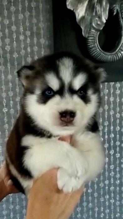 Мальчик с ярко голубыми глазками